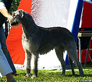 Allegria winning her last CACIB in Sweden, July 2006 